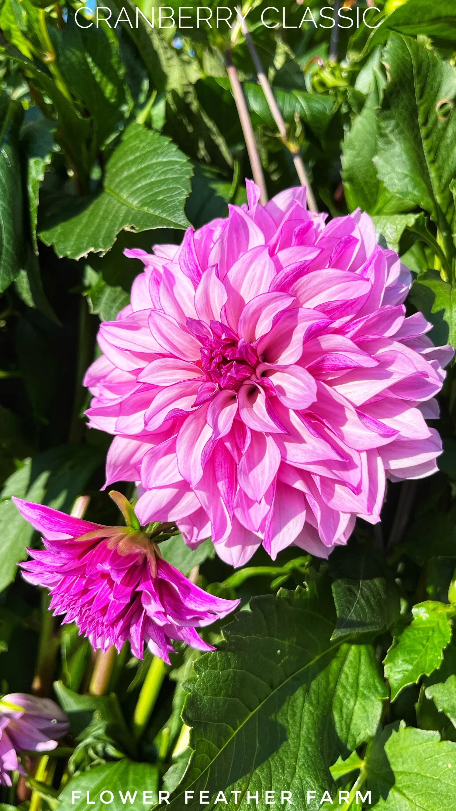 Cranberry Classic Dahlia Tuber